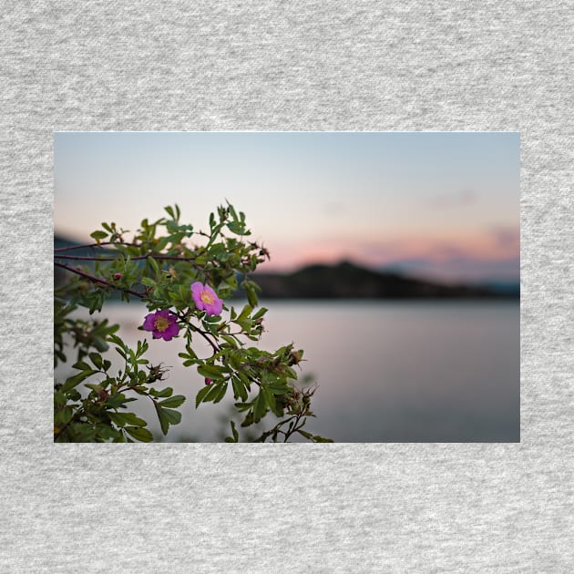 Wild Roses at Summer Sunset on Okanagan Lake by Amy-K-Mitchell